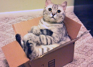 gato-caja