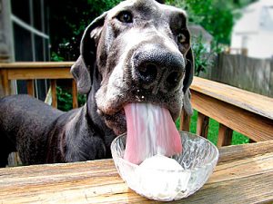 perro-y-yogurt