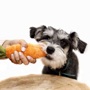 perro-y-zanahoria